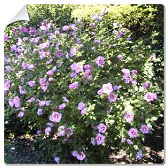 Hibiscus ssyriacus